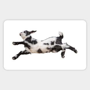 Bouncing Baby Goat 4 Magnet